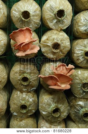 Pink Oyster Mushroom (pleurotus Djamor) On Spawn Bags