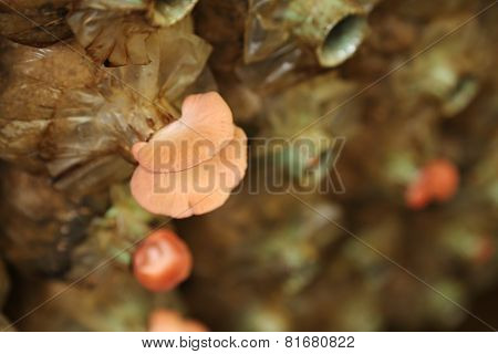 Pink Oyster Mushroom (pleurotus Djamor) On Spawn Bags