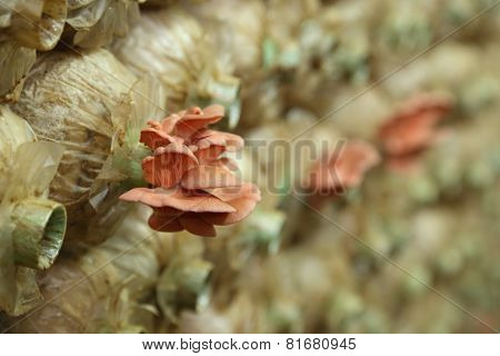 Pink Oyster Mushroom (pleurotus Djamor) On Spawn Bags