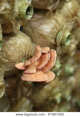 Pink Oyster Mushroom (pleurotus Djamor) On Spawn Bags