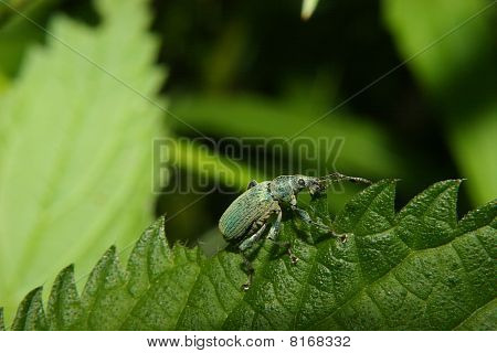 Rüsselkäfer (Pachyrhinus Lethierryi)