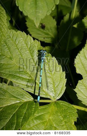 Azure Damselfly (Coenagrion puella)