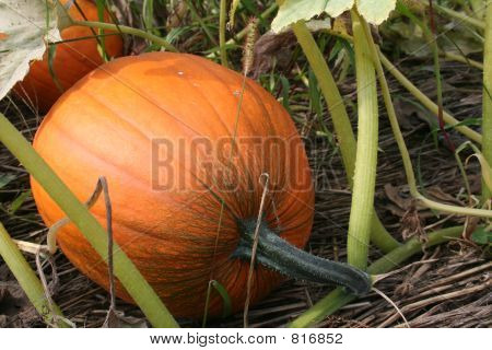 Pumpkin_9232