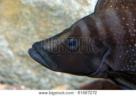 Portrait Of Altolamprologus Fish