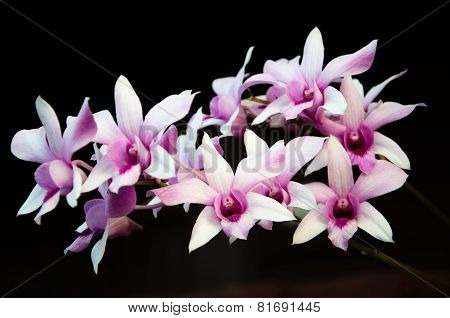 Orchid