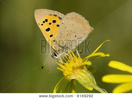 kleine Kupfer Lycaena Phlaeas auf Greiskraut