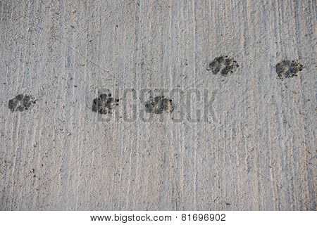 Dog Footprint walk on wet concrete floor background