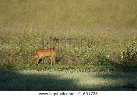 roebuck