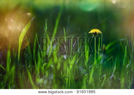 The Dandelion Meets Dawn.
