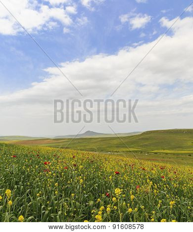 Poppy Field.ismailli.Mountains. Azerbaijan