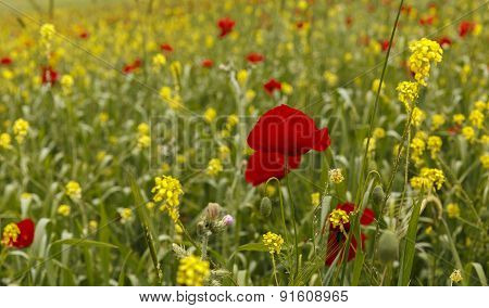 Poppy Field.ismaillinskie Mountains. Azerbaijan