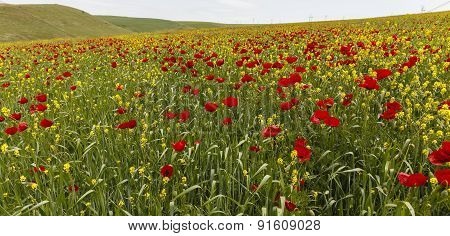 Poppy Field.ismailli. Mountains. Azerbaijan