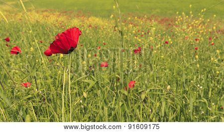 Poppy On Poppy Field.ismailli. Mountains. Azerbaijan
