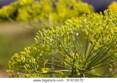 inflorescence dill Horticultural