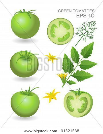 Green fresh realistic tomatoes with leaves blossom and dill