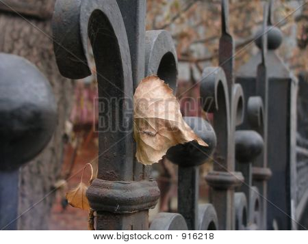 Leaf