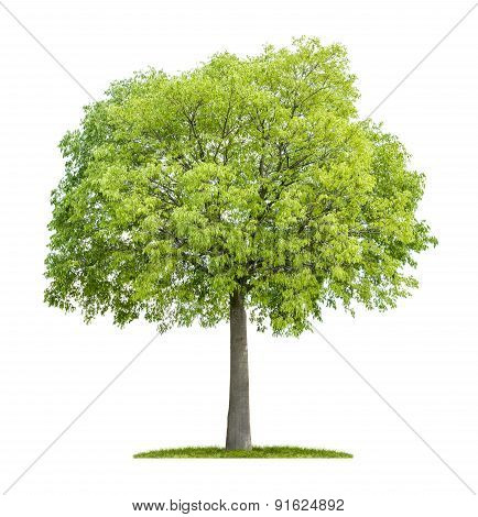 Celtis Australis Isolated On A White Background