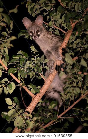 Genet With Spots Hiding In Tree At Night