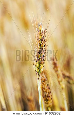 ripe wheat