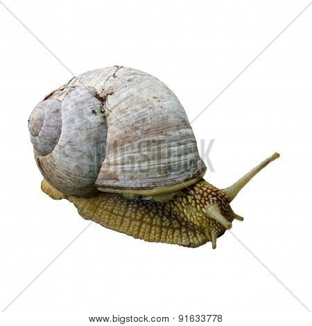 Helix Pomatia, Common Names The Burgundy Snail, Roman Snail, Edible Snail Or Escargot Isolated On Th