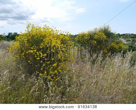 Broom and flowering grasses