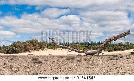 Sand Plain And Dunes In A Dutch Nature Reserve