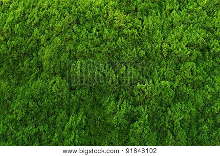 Evergreen conifer abstract background.