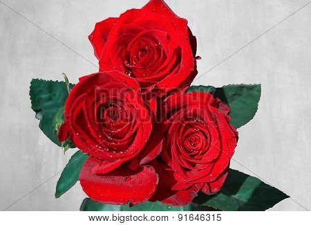 Red roses on a white background