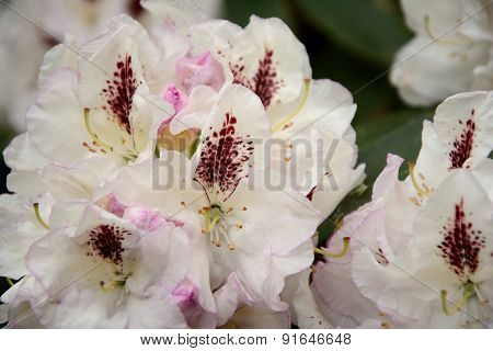 Rhododendron Flowers