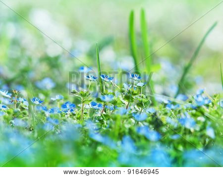 Veronica polita or Grey Field-speedwell (lilacina) blooming in spring. A very small flower blooming between strands of grass. Shallow depth of field due to subject size.