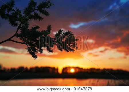 The sun behind the branch.