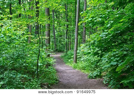 Trail In The Woods