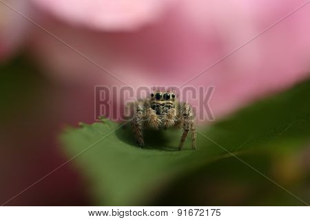 Jump spider feature