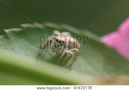 Jump spider feature