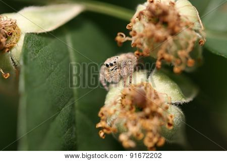 Jump spider feature