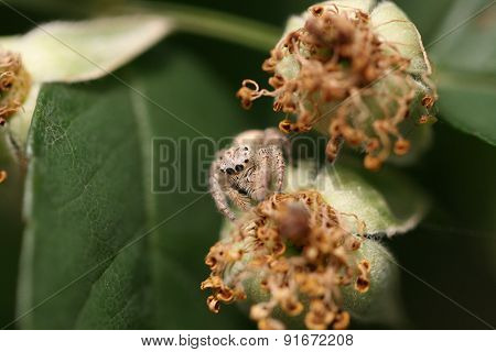 Jump spider feature