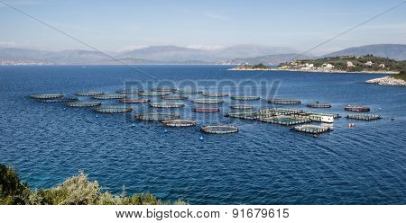 Fish breeding with tanks directly into the sea