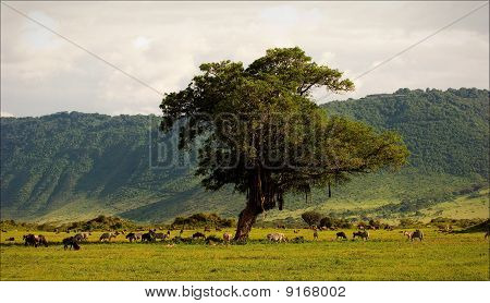 En un cráter de Ngoro Ngoro.
