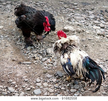 Fight Of Cocks