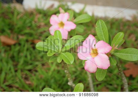 Pink Flowers In A Nature At The Park.