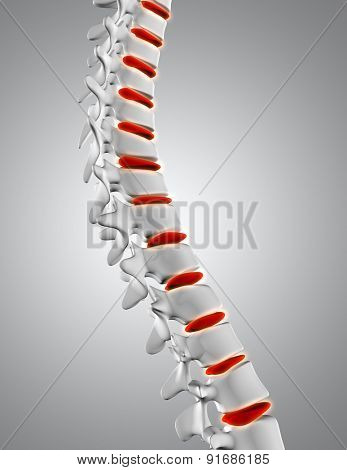 3D render of a spine close up with discs highlighted