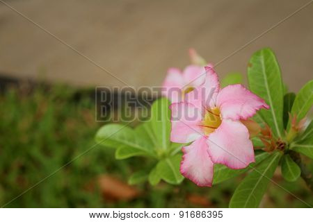 Pink Flowers In A Nature At The Park.