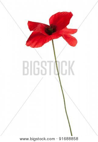 Red poppy isolated on white background.