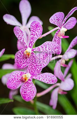 Cahuzacra Hanh Sang Orchid