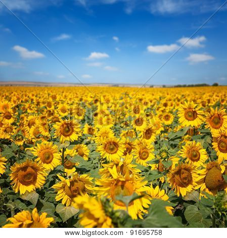 Sunflowers Under Blue Sky With Clouds