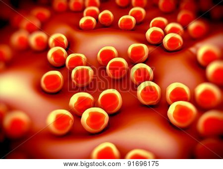 superbug or Staphylococcus aureus (MRSA) bacteria
