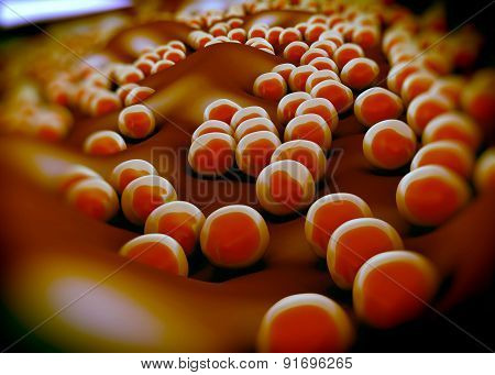 superbug or Staphylococcus aureus (MRSA) bacteria