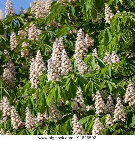Flowering Branches Of Chestnut
