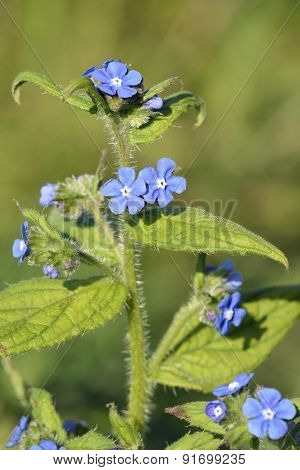 Green Alkanet