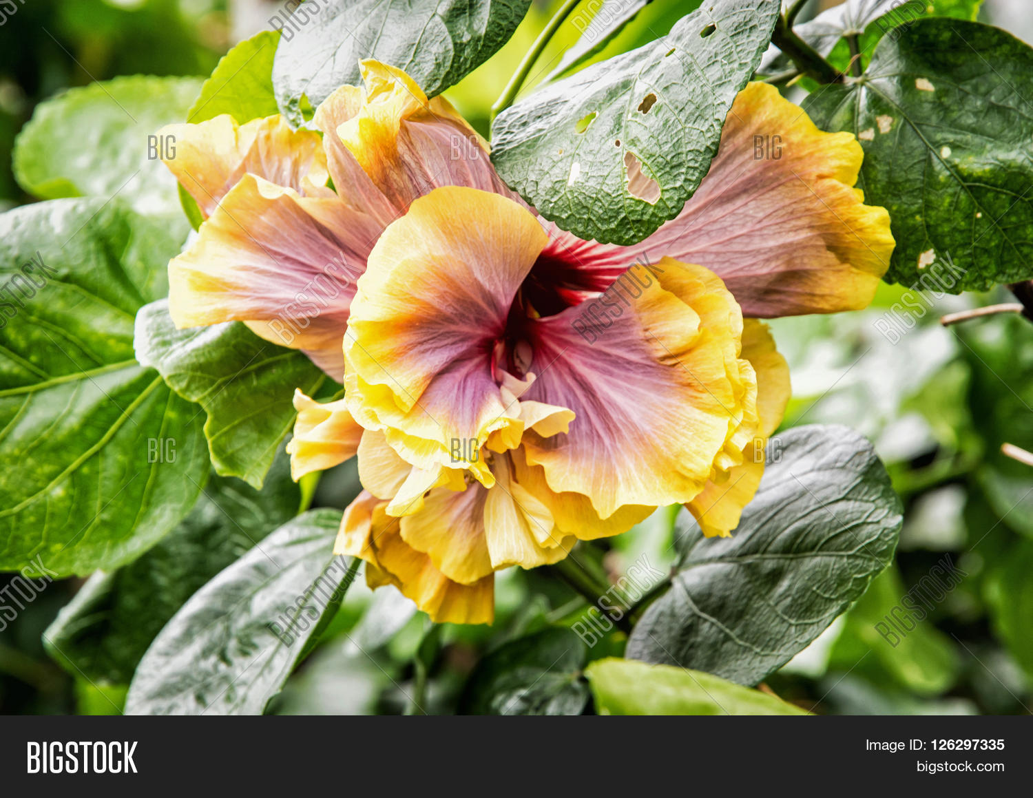 orange-hibiscus-flower-image-photo-free-trial-bigstock